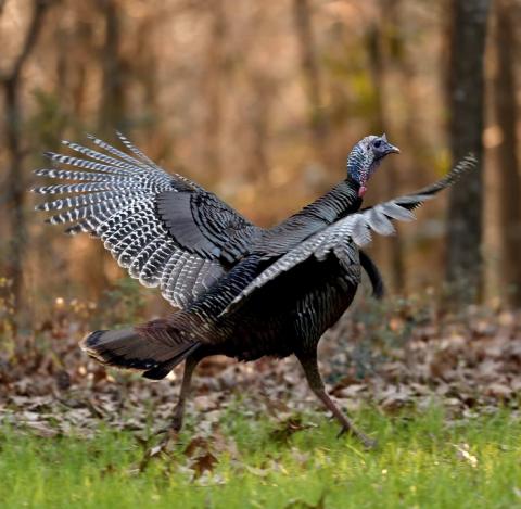 Holding Wild Turkeys: The Missing Link | Mossy Oak
